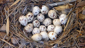 quail nest
